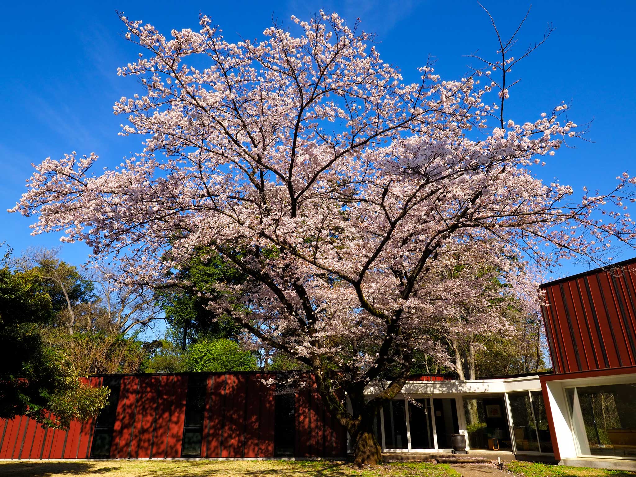 千葉大園芸学部の桜